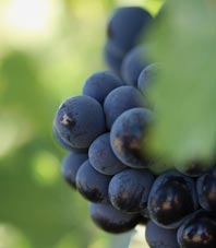 Napa Valley Grapes